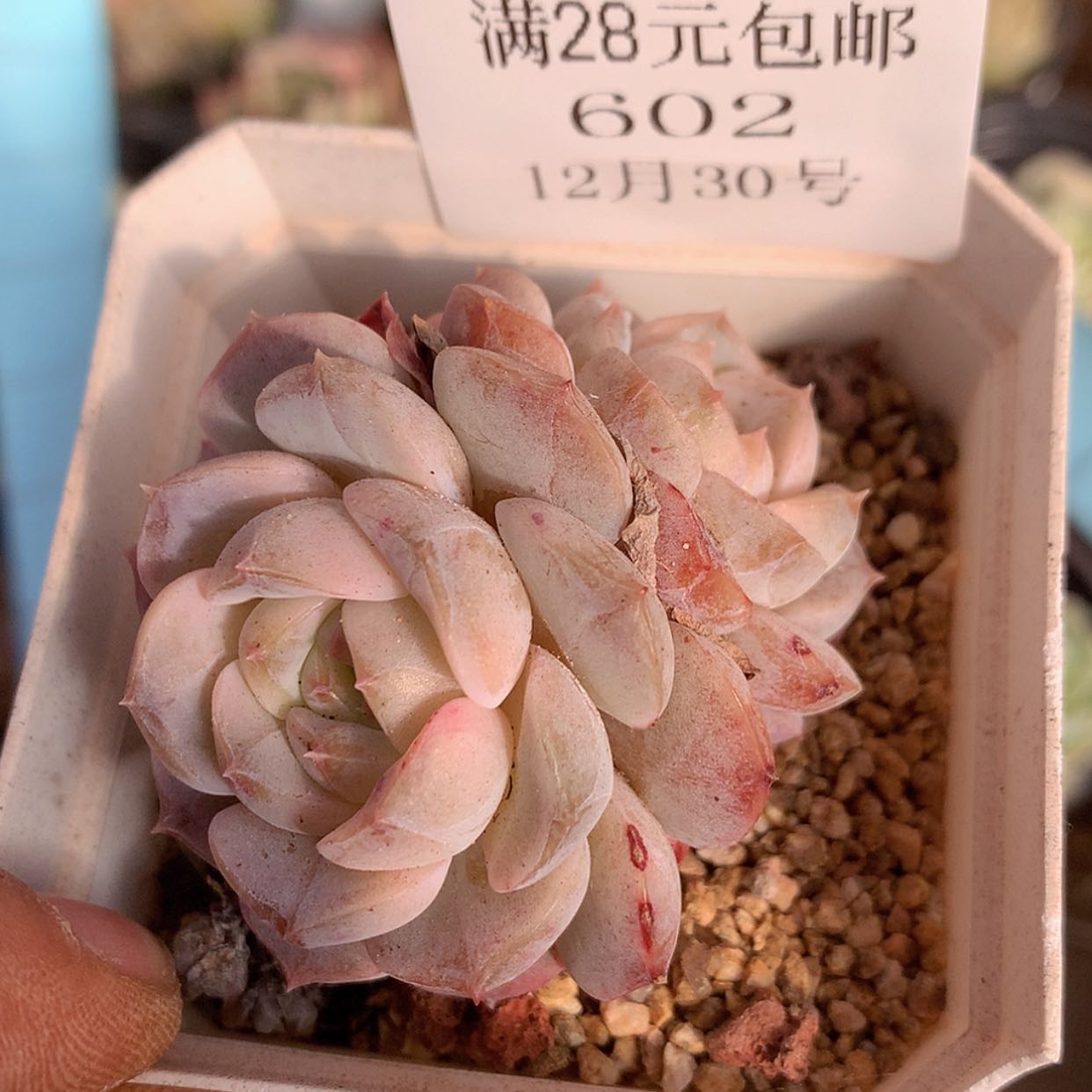 【闪购商品】云602号