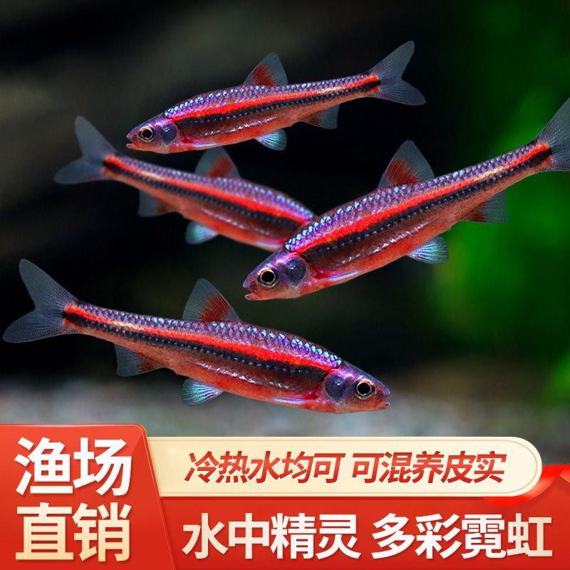 淡水观赏鱼多彩霓虹灯紫光精灵小型耐寒冷水原生鱼灯鱼