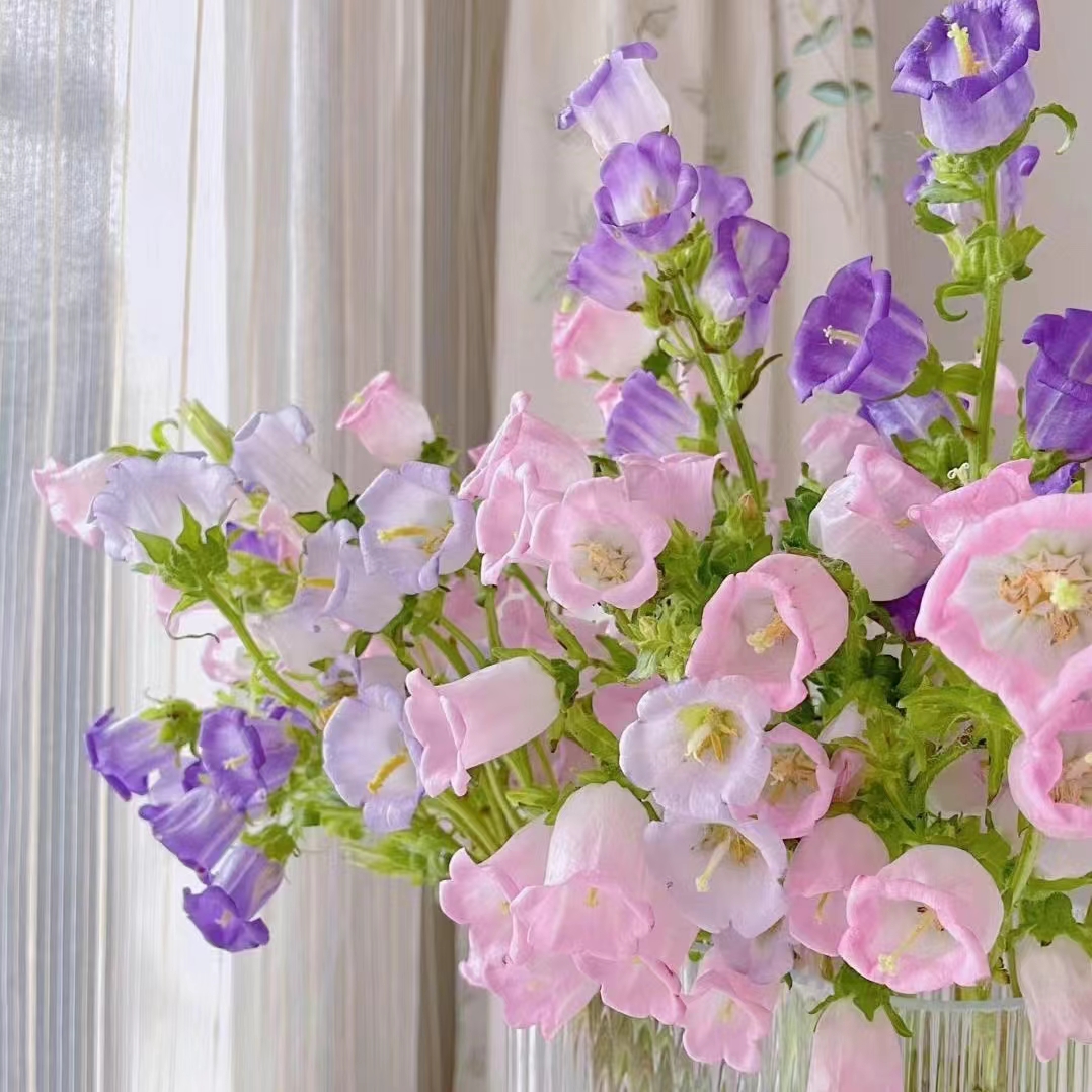 【花晓】风铃花 爆花神器（天冷拍保温棉否则冻坏不售后）