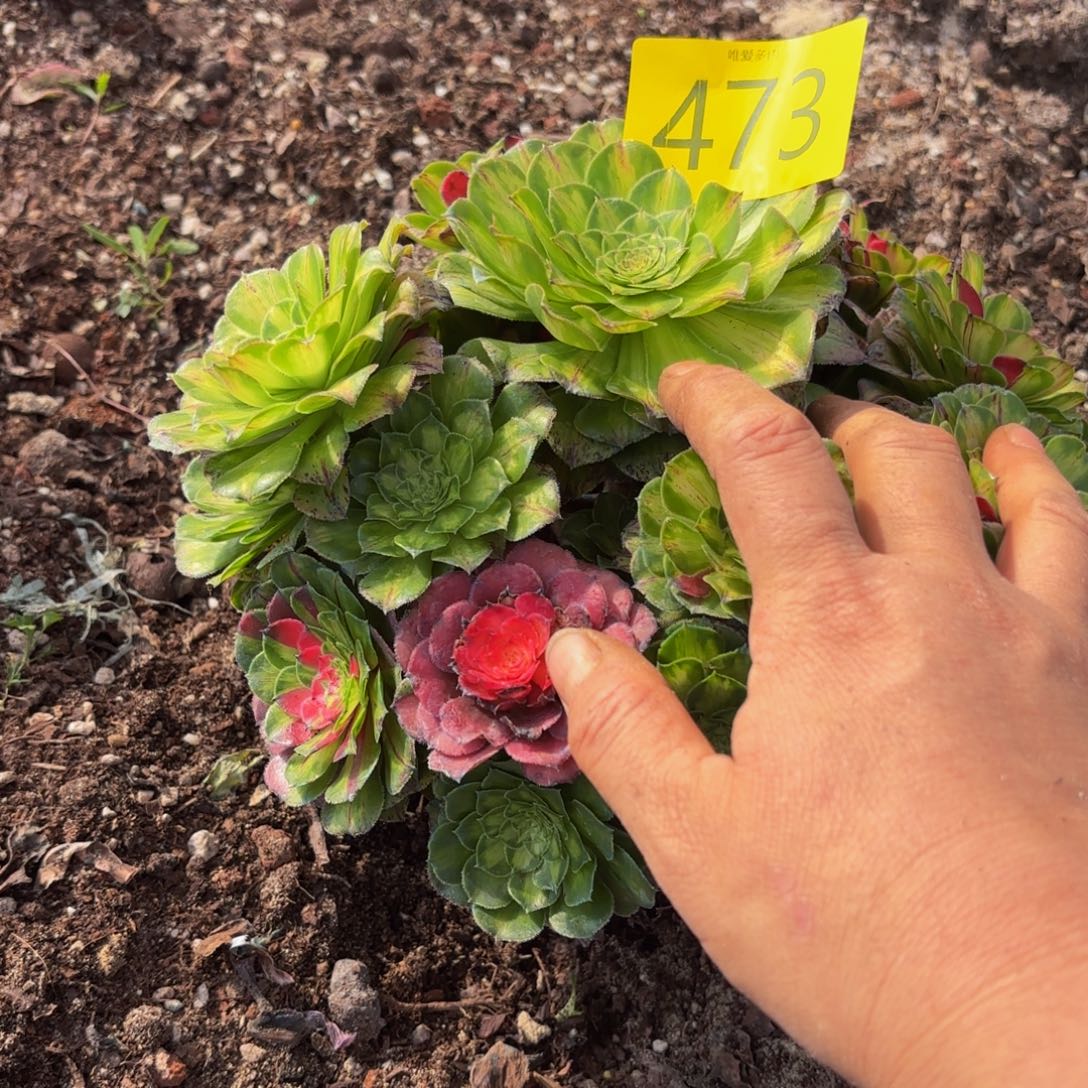 哈哈多肉植物福利473