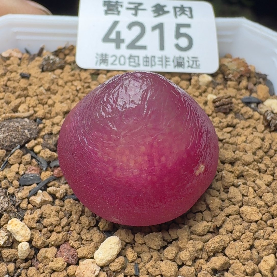 带盆土                  