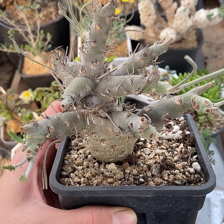 814沉香鹿茸洋葵带盆一一