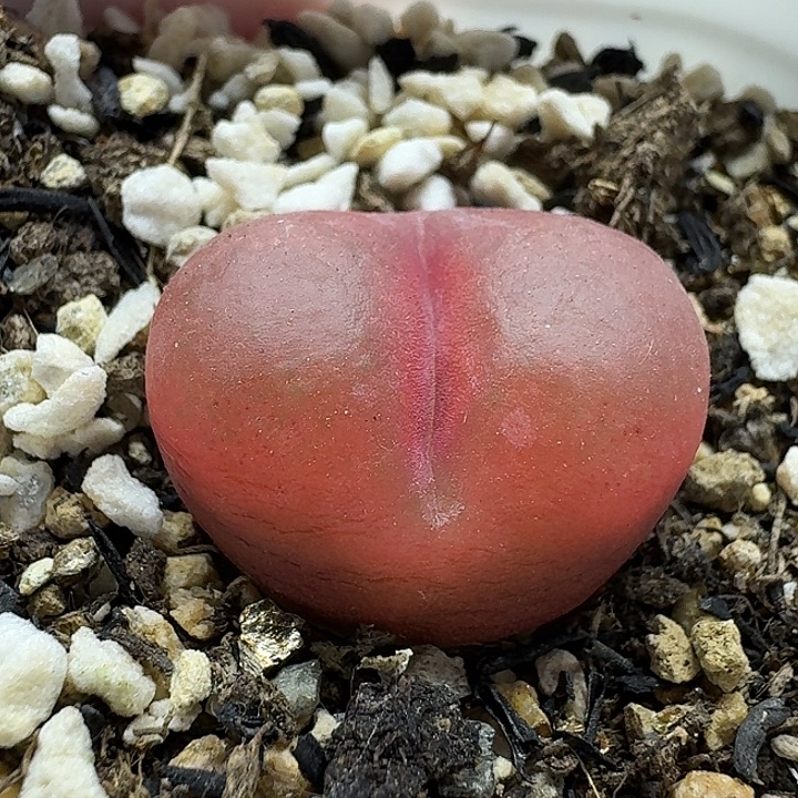 老马生石花2.3吕红2362