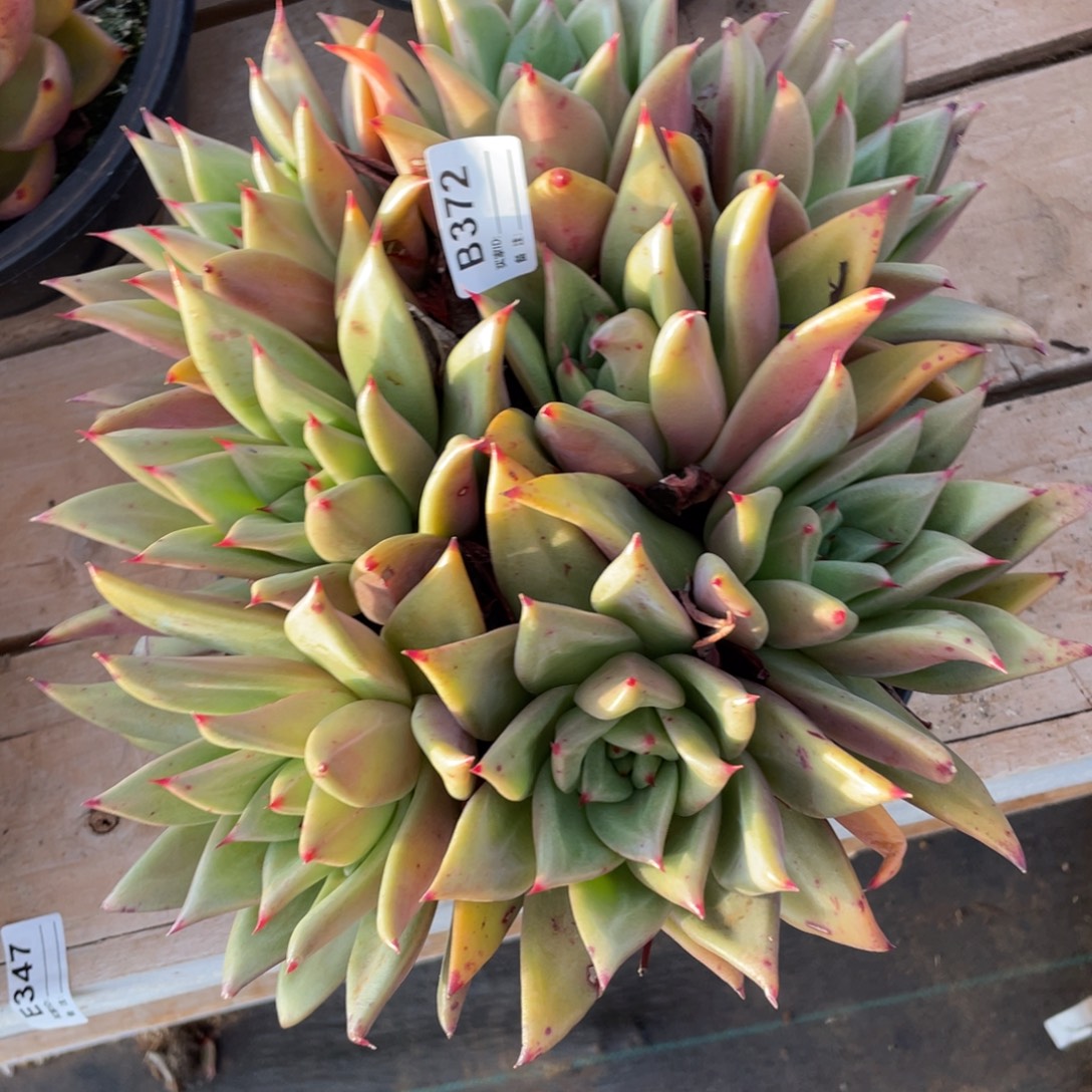 无花朵若茹东云单拍B372