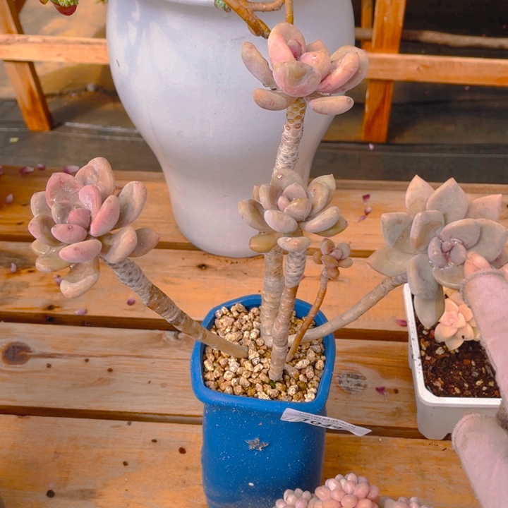 谢谢你的支持00000001044