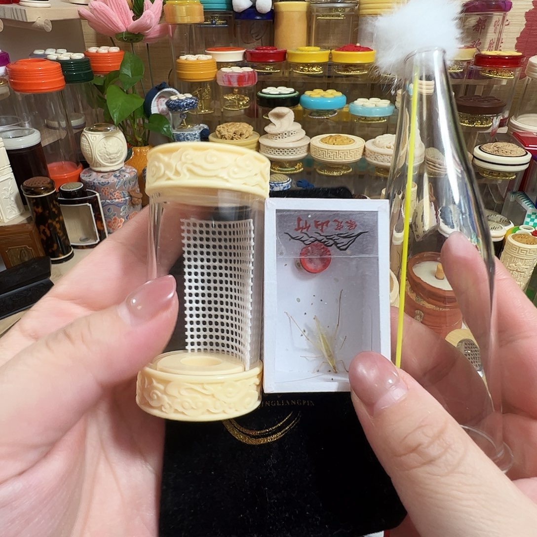 龙***飞筒子➕保定山竹蛉➕过虫器