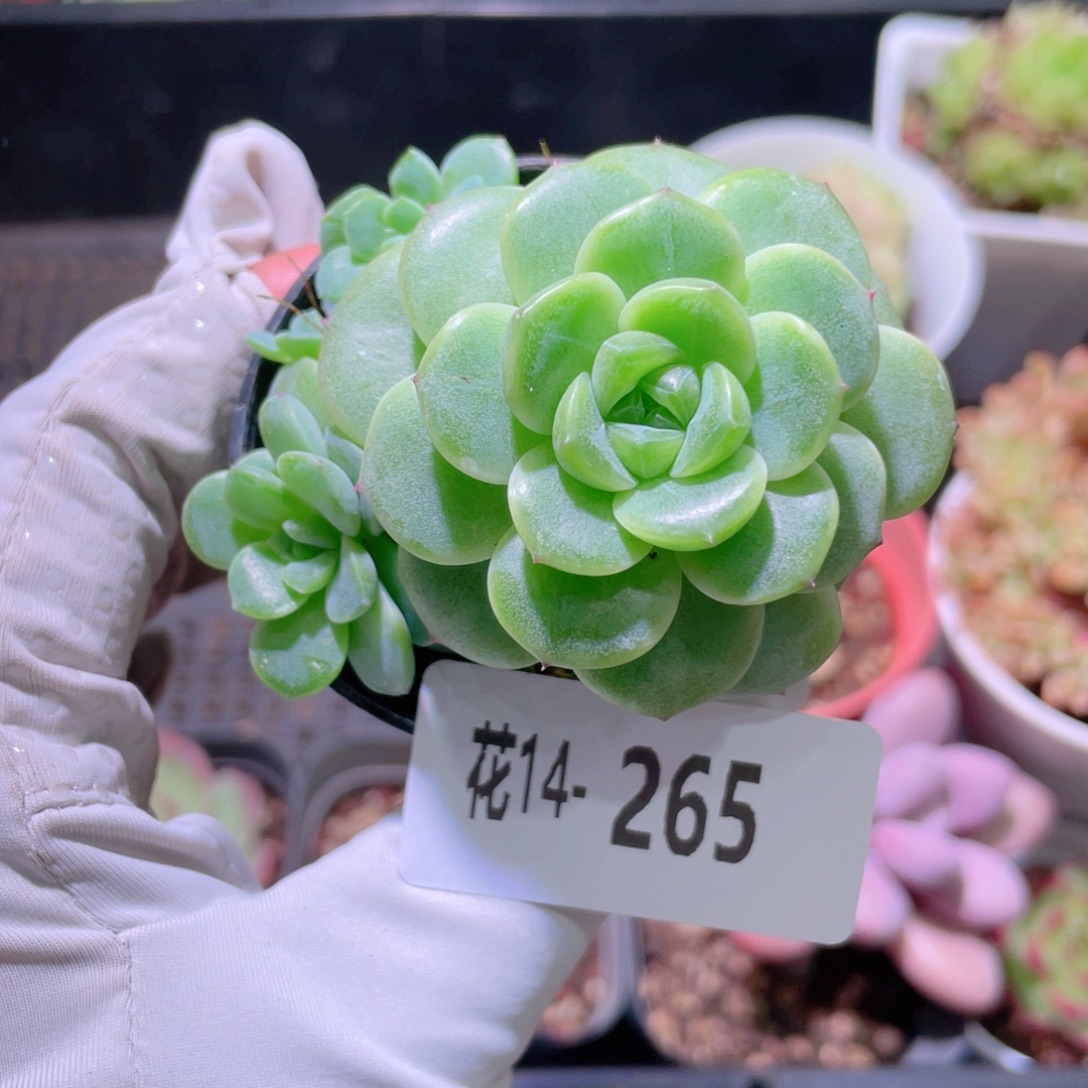 花利美14-265新品珍妮