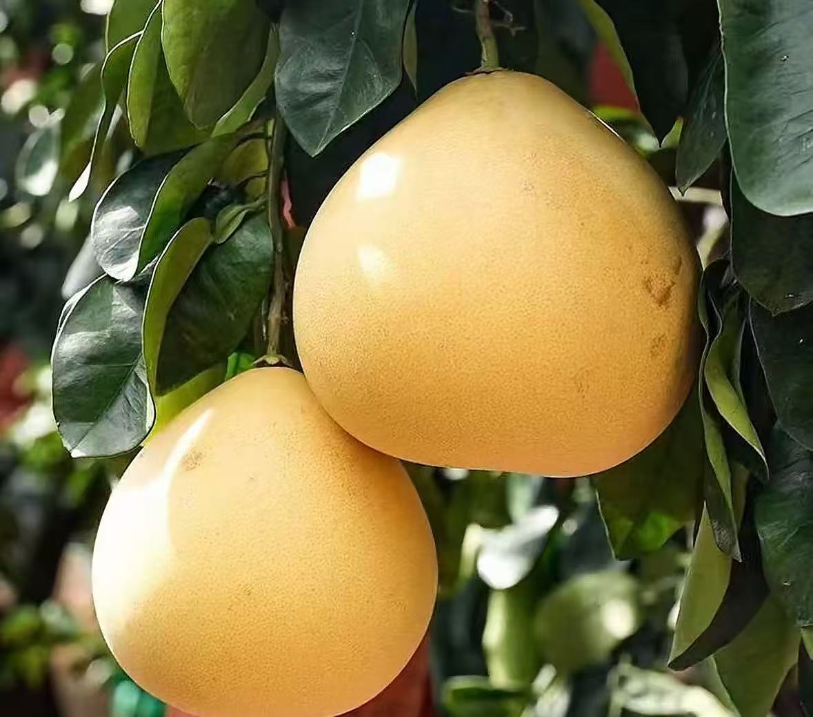 《产地直发》世界硒都网红县城宣恩应季贡水白柚新鲜爆汁甘甜