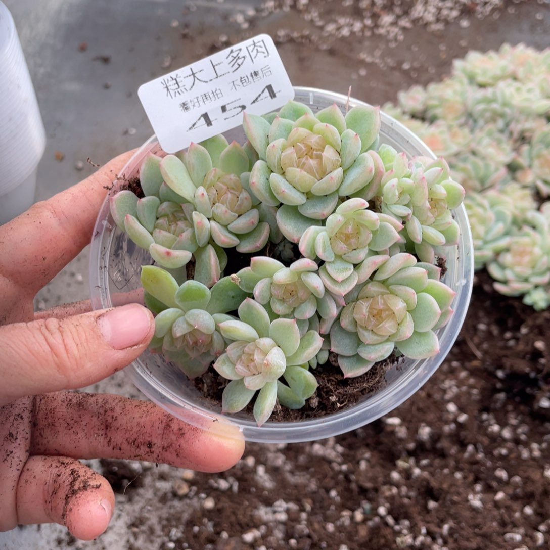 糕大上多肉植物454