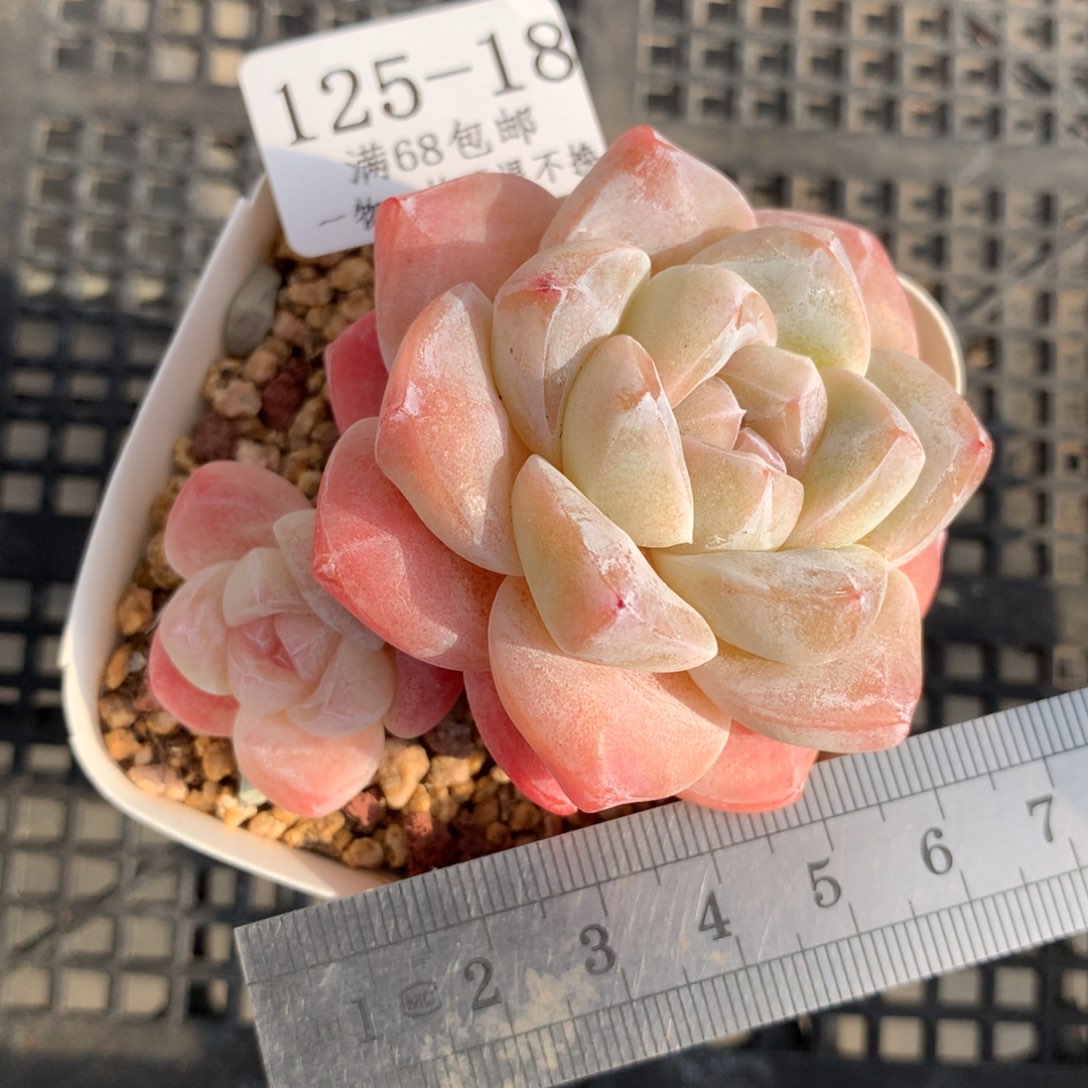 18。糖心冰玉。一物一拍。