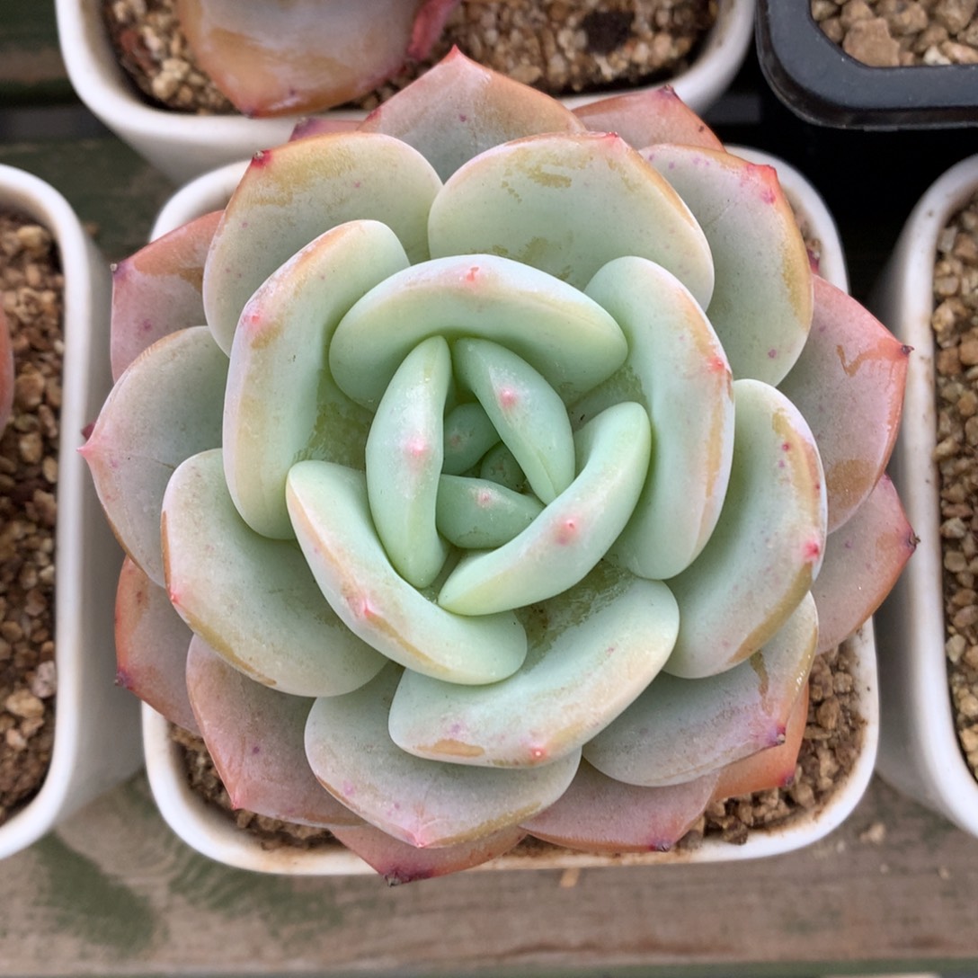 我们家的小姐姐们