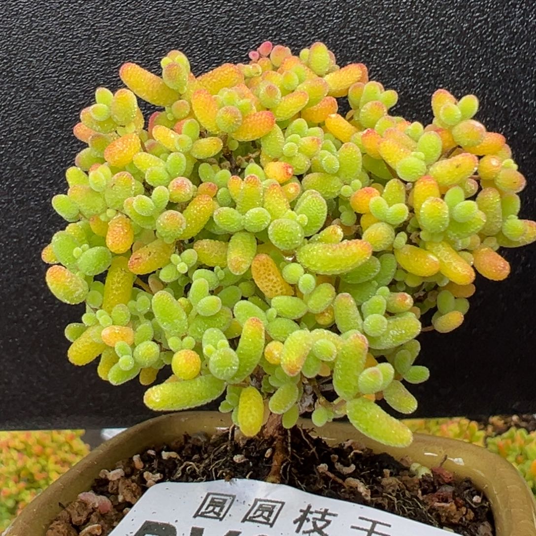 dy3430精控蜜橘糖球冠幅4.5cm带盆价