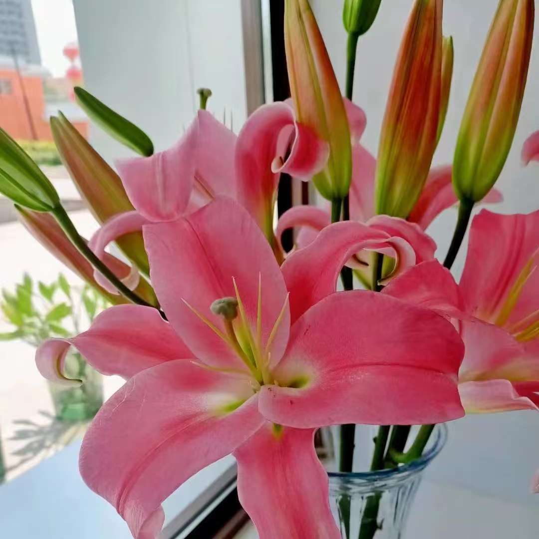 【基地直发】多西 香水百合  花卉鲜花