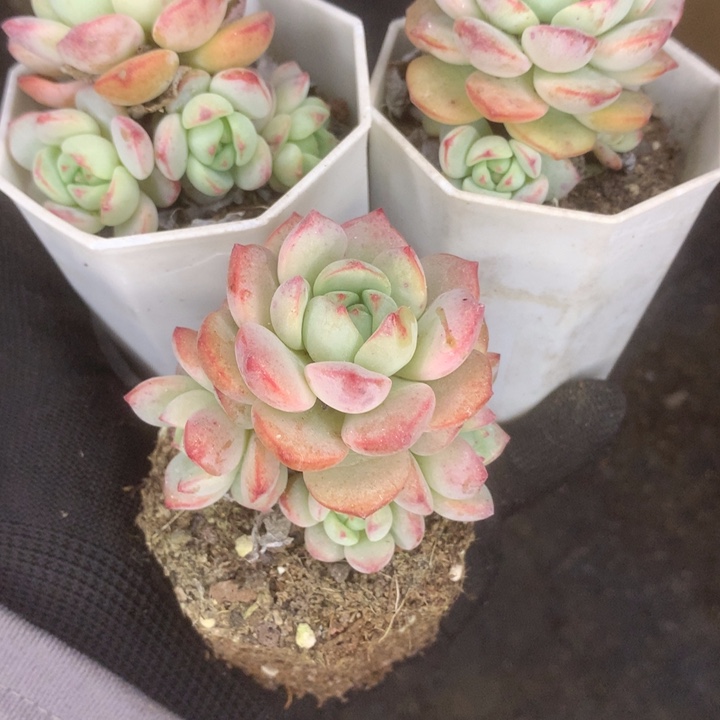 香草群。（满9.99包邮不满9.99发叶子）