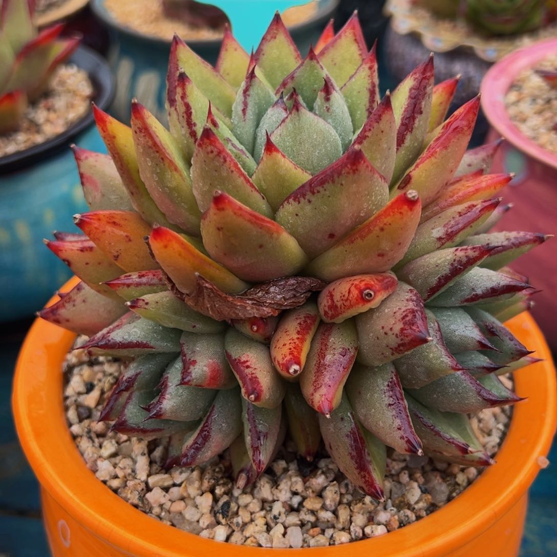 从前慢多肉精选编号0307.99