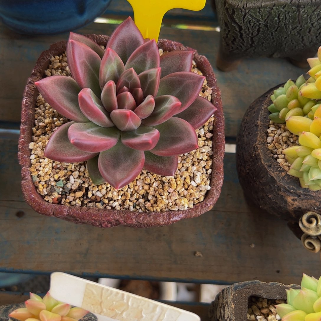 用***0单头迷雾泡泡多肉植物