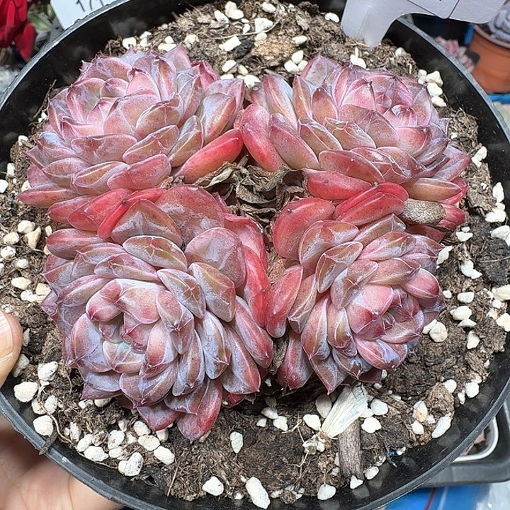 冰糖水晶多肉植物170