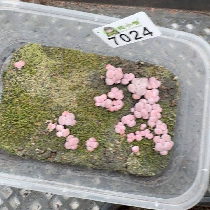 多肉植物多肉植物