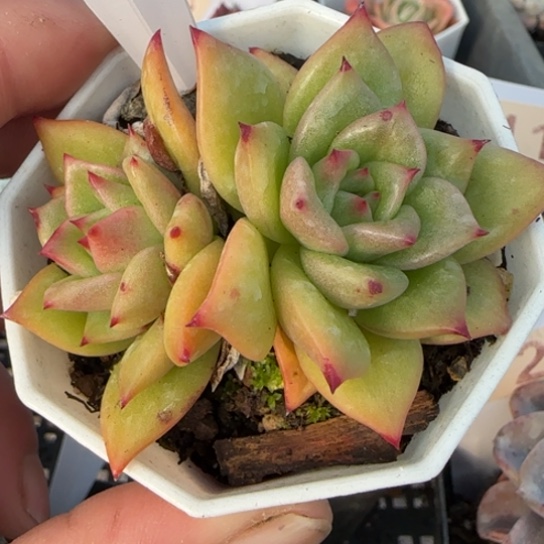 553蔷薇一物一拍多肉