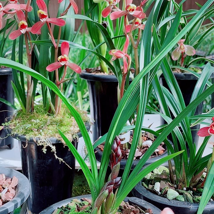 稻***哥完全开放一物漂亮