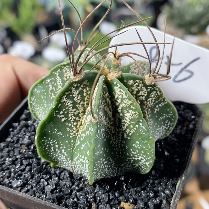 856号实生瑞凤玉5.4cm