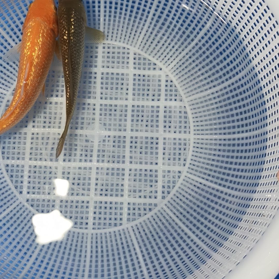 锦鲤锦鲤，锦鲤鱼，两尾