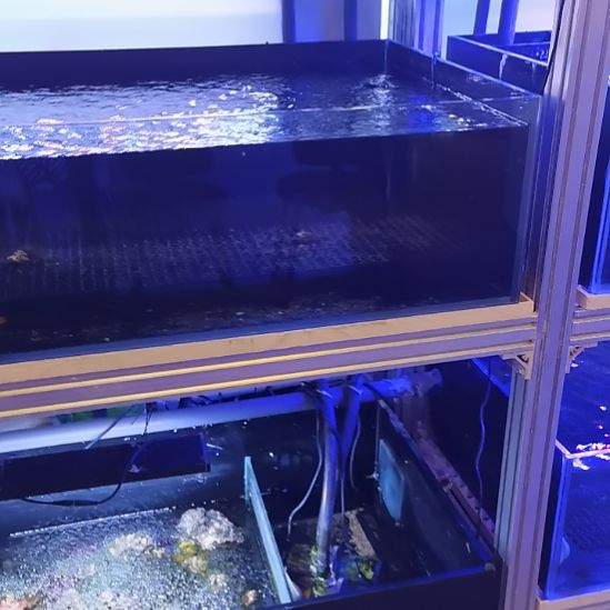 黄尾蓝魔4，黄金雀4，尖嘴红格，黄龙，飘飘