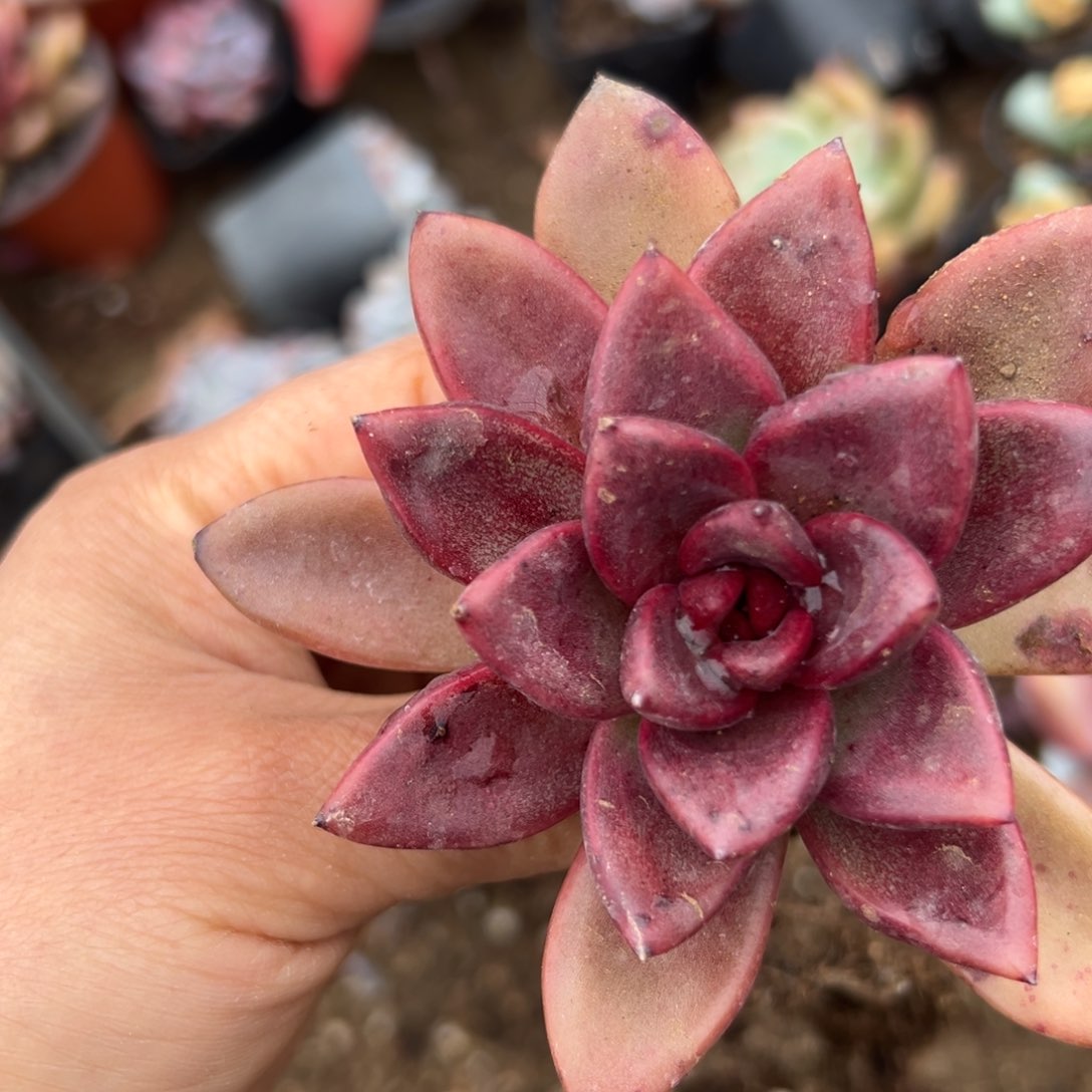 fu mu ju z z w z y y y x y