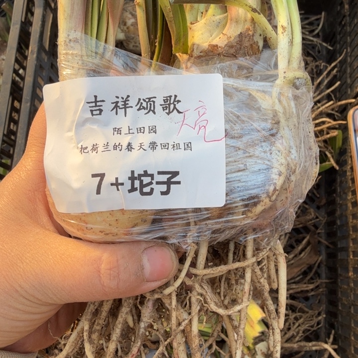 当前无花栽培后可以开花吉祥颂歌7厘米坨子