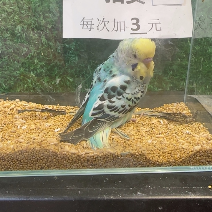 虎皮鹦鹉大头虎皮鹦鹉