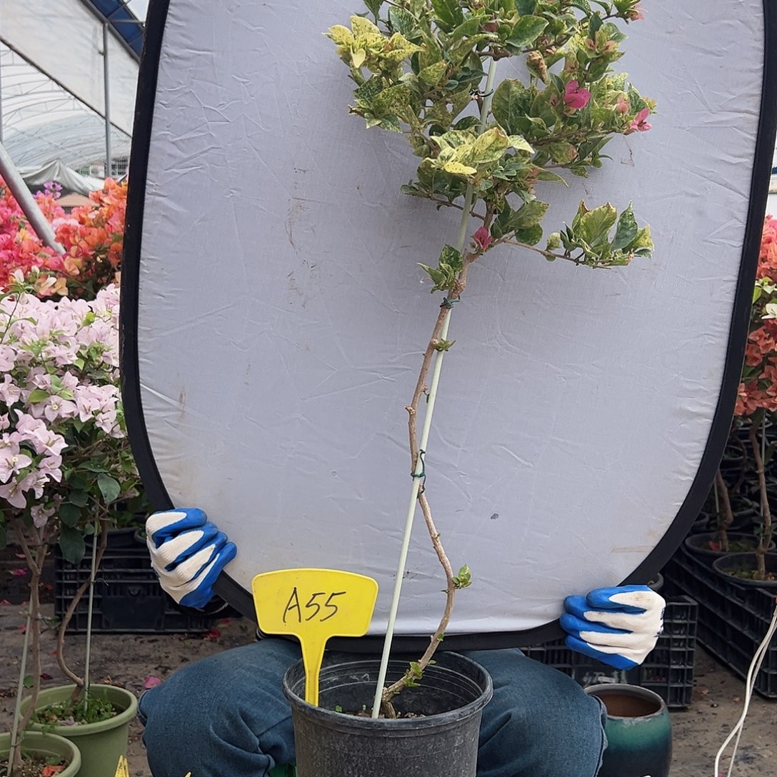 幺***捌大部分花苞少量开放A55斑叶米罗