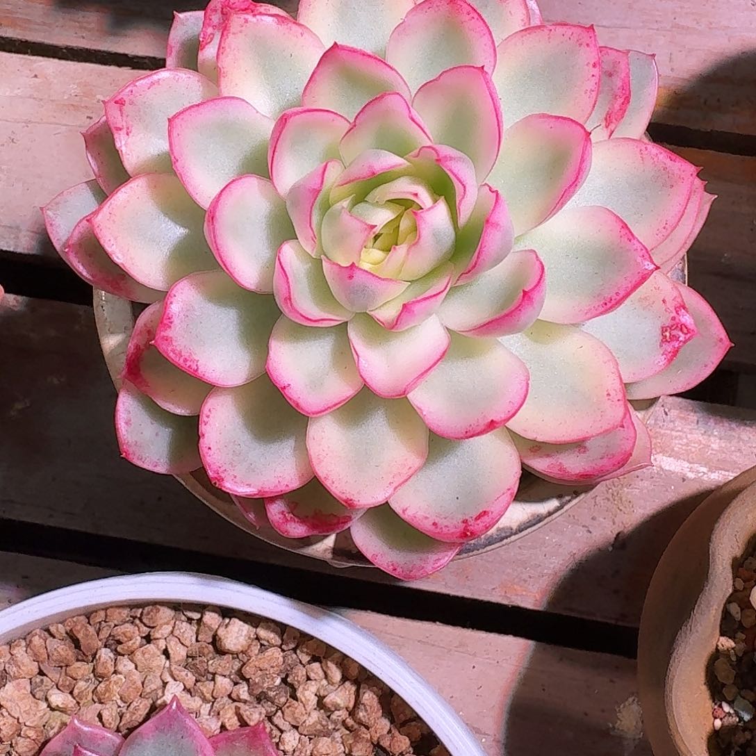 黄玫瑰锦多肉多肉