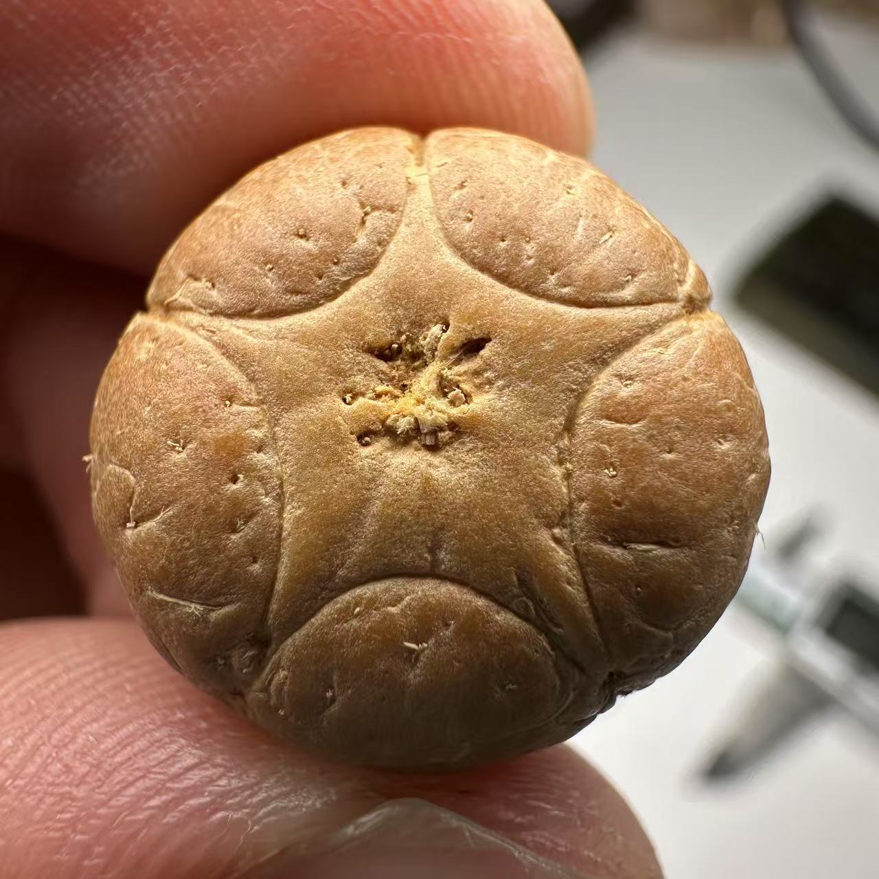尼泊尔五星菩提，尺寸18，sss系列，货号129