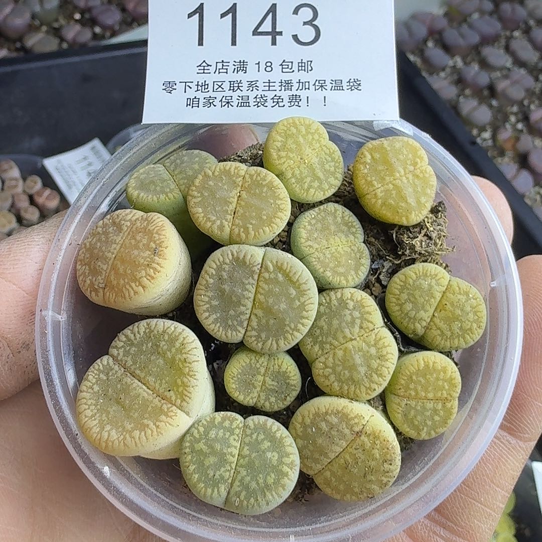 1143 哈哈哈哈哈哈哈哈