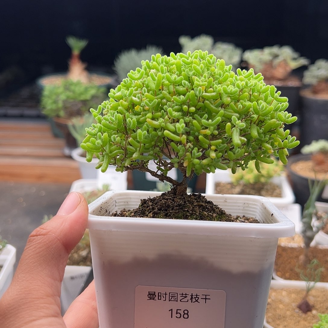 火***者158号密橘糖球11.6多肉