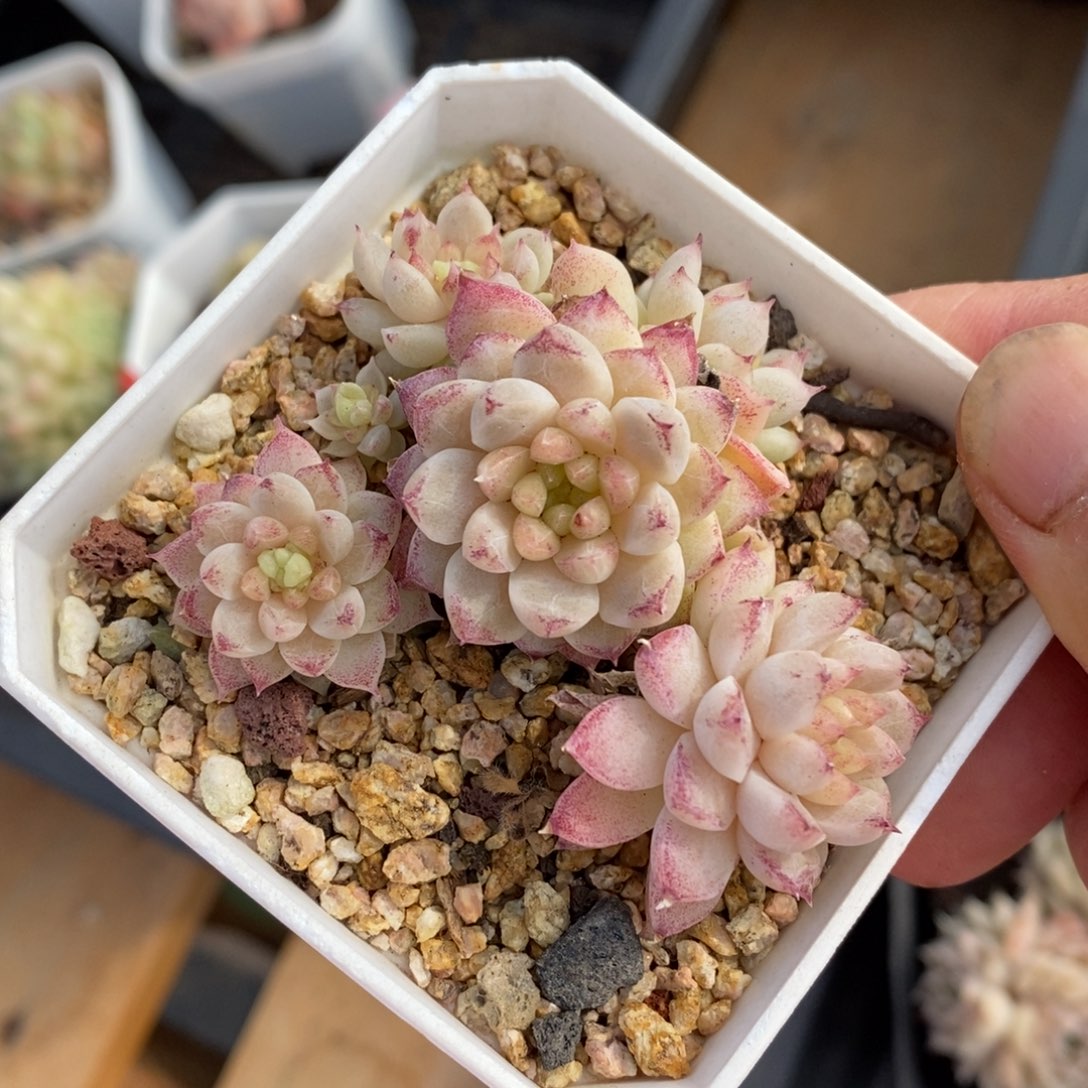 精品多肉一物一拍不包整100