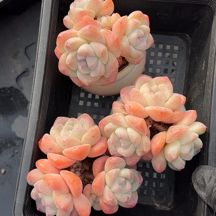 3249，三个三头冰玉带盆发