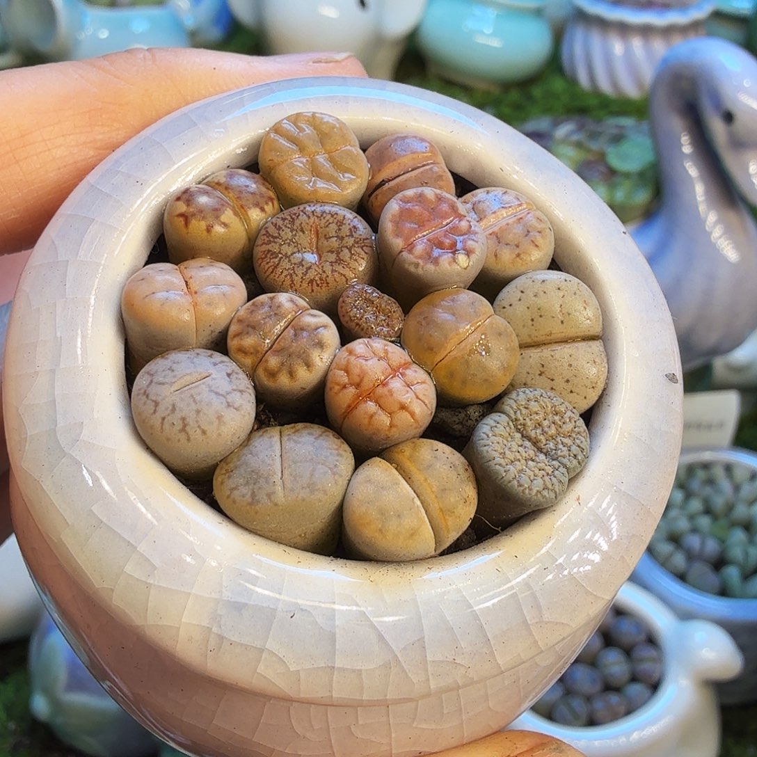 隐***隐多肉福利冲冲冲1762