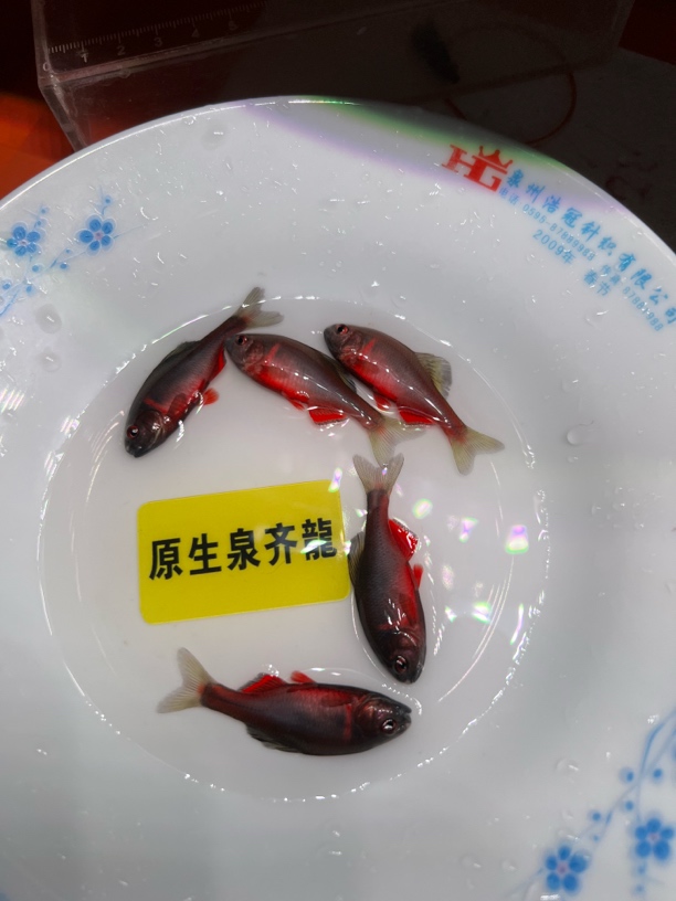 火山鳑鲏冷水观赏鱼西南鳑鲏原生鱼