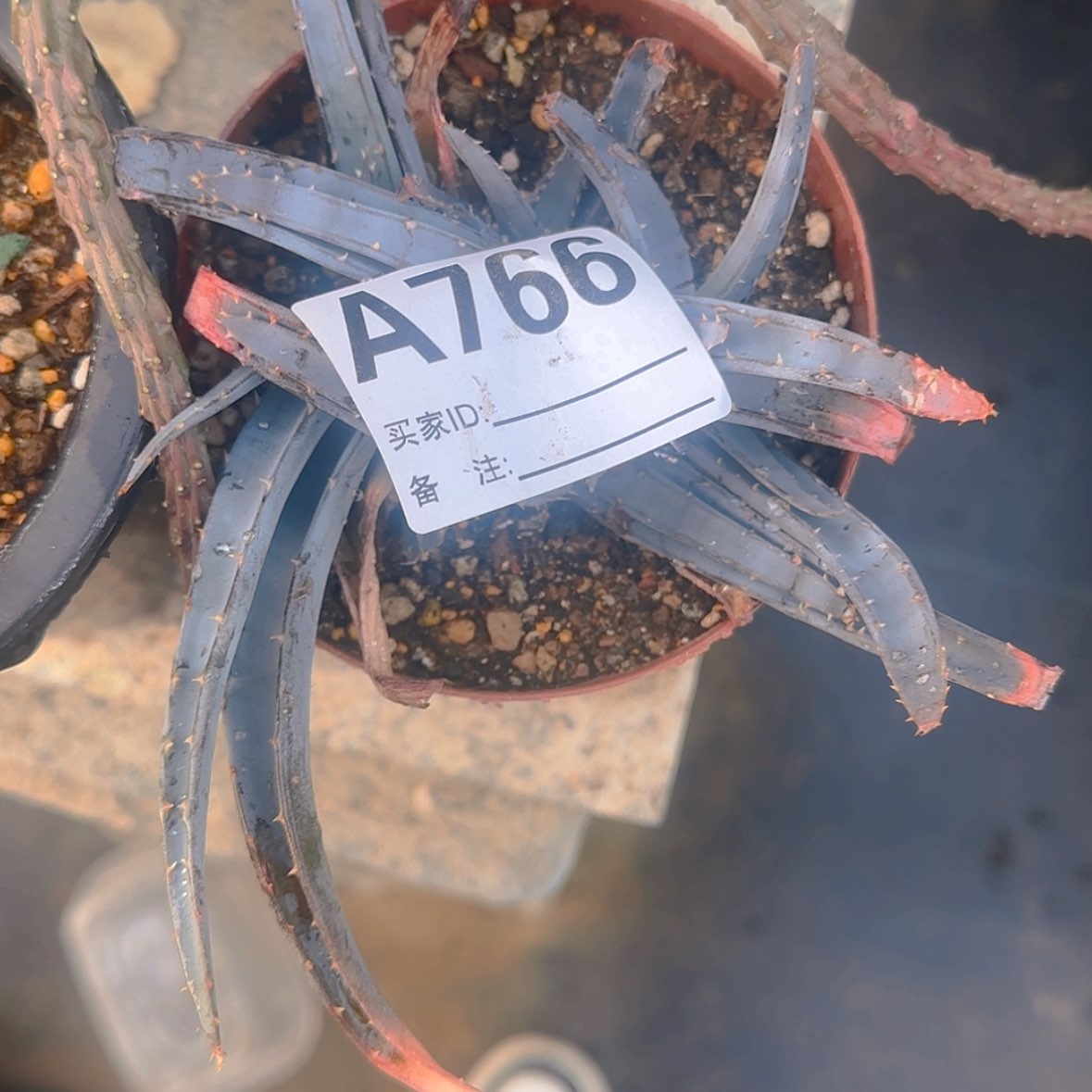 【闪购商品】童***忆块根植物