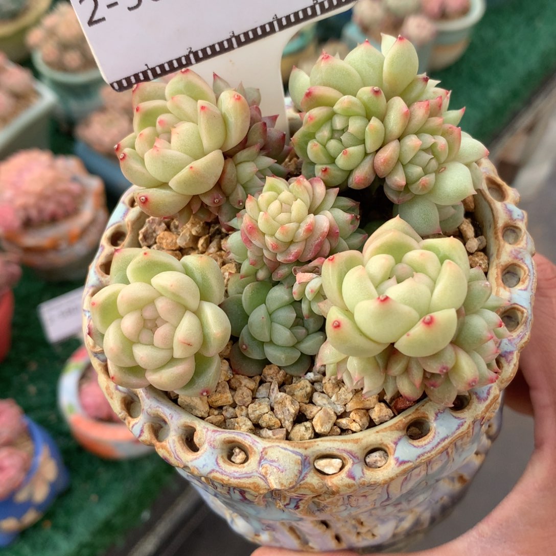 孤品珍妮老桩多肉