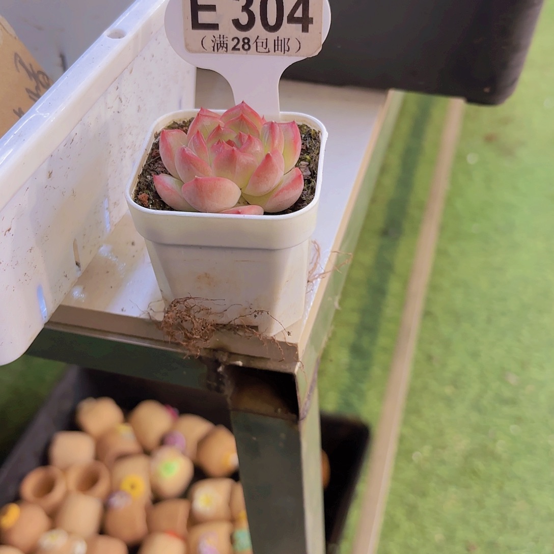 果***哥E304珍妮一物一拍