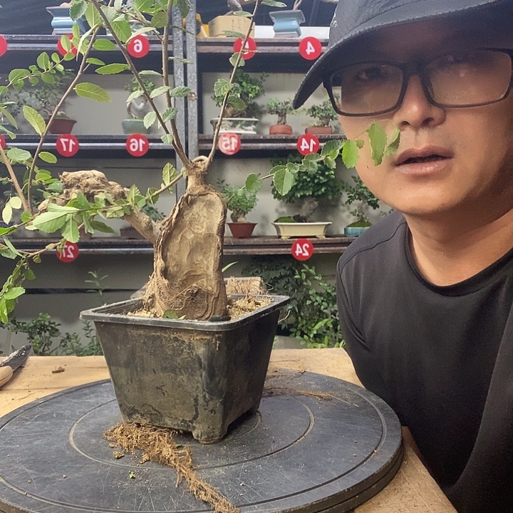 胡***诗无花朵小野狼与玛莉