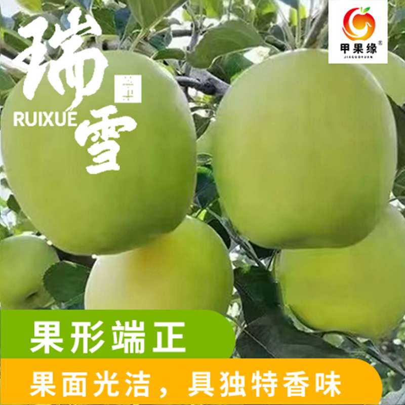 【普通装瑞雪一箱16颗】灵台苹果脆甜多汁产地直发