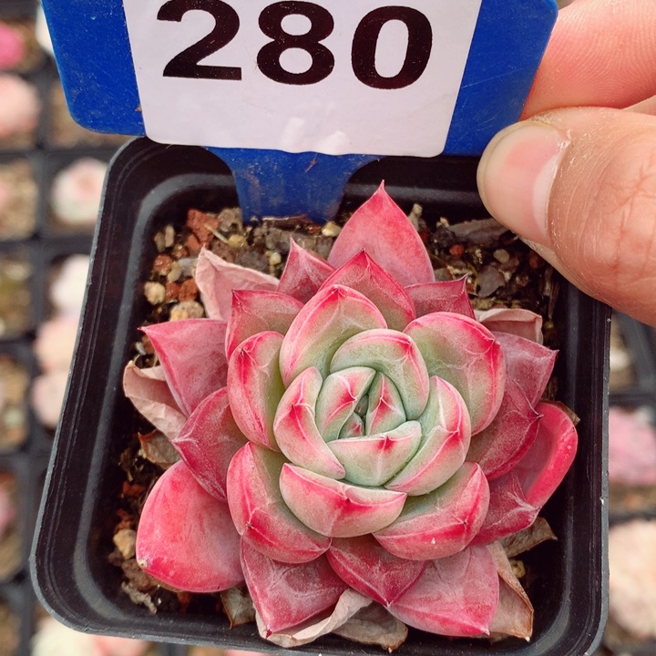 福利多肉植物6cm