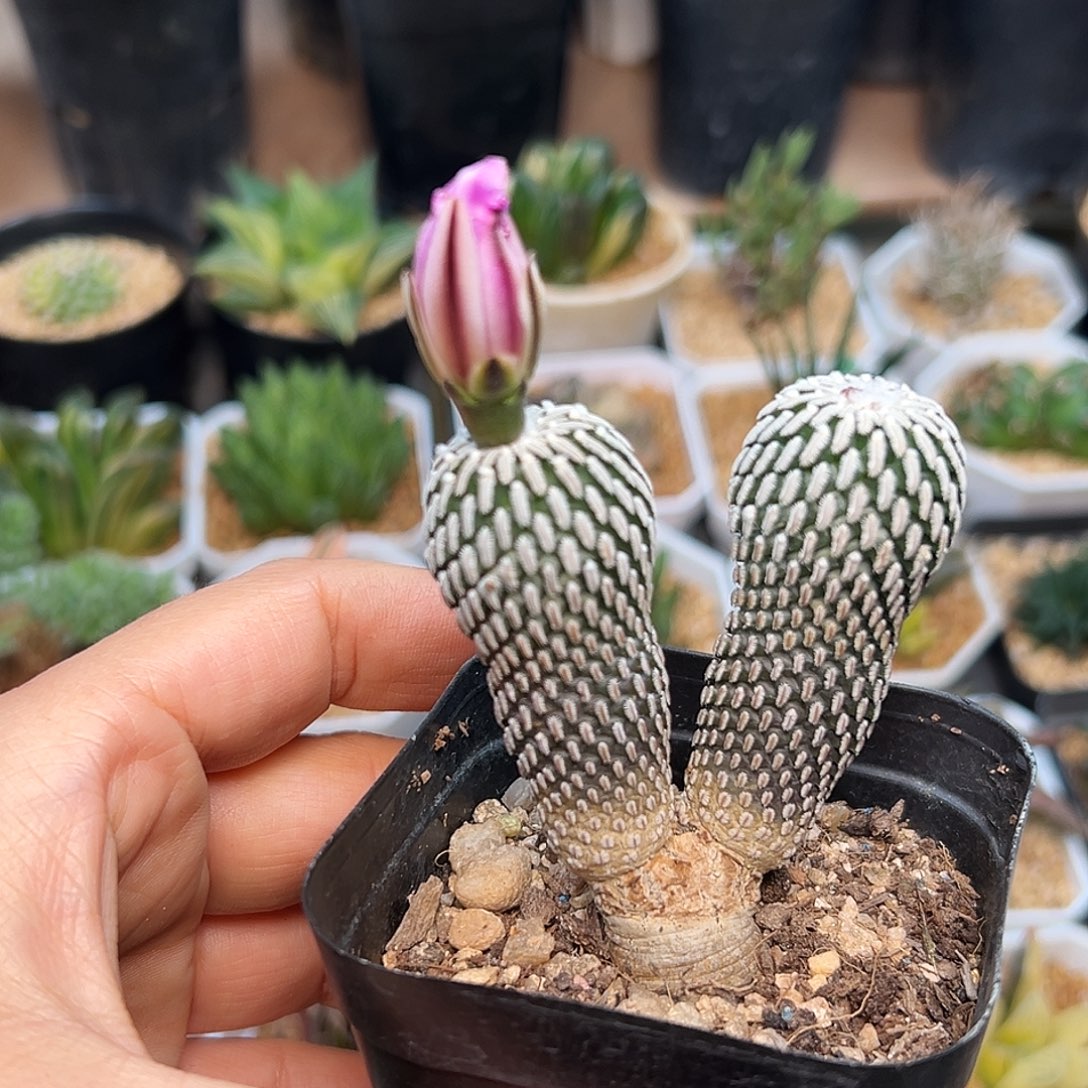 双头实生大年份赤花精巧殿