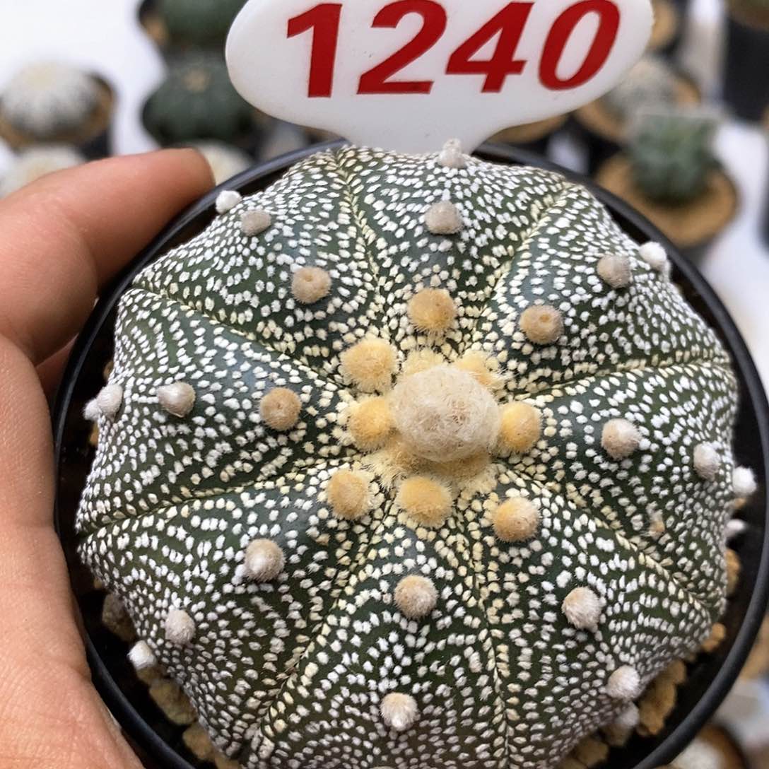 1240奇迹系福利特价咯福利