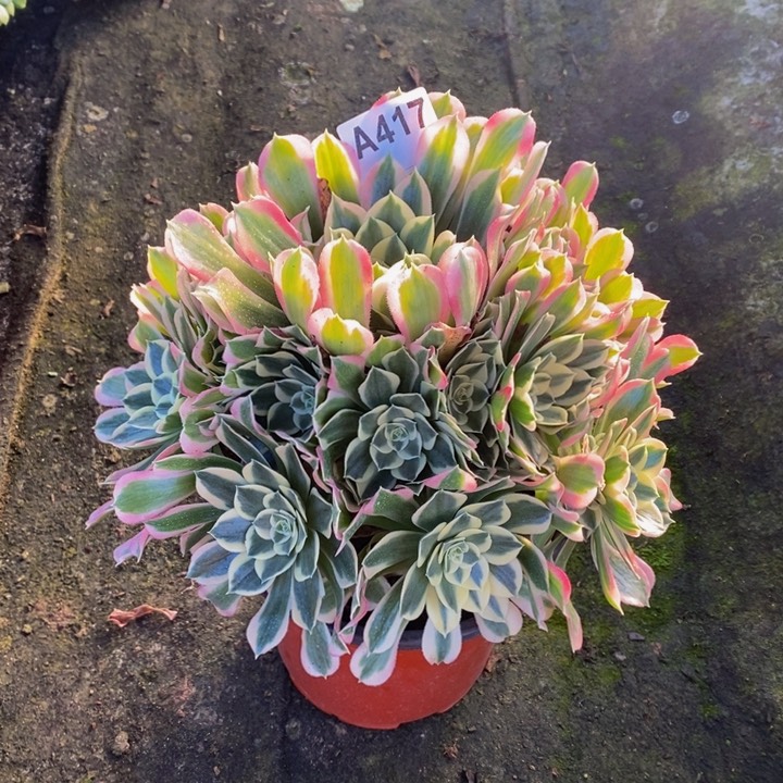 白凤多肉植物417