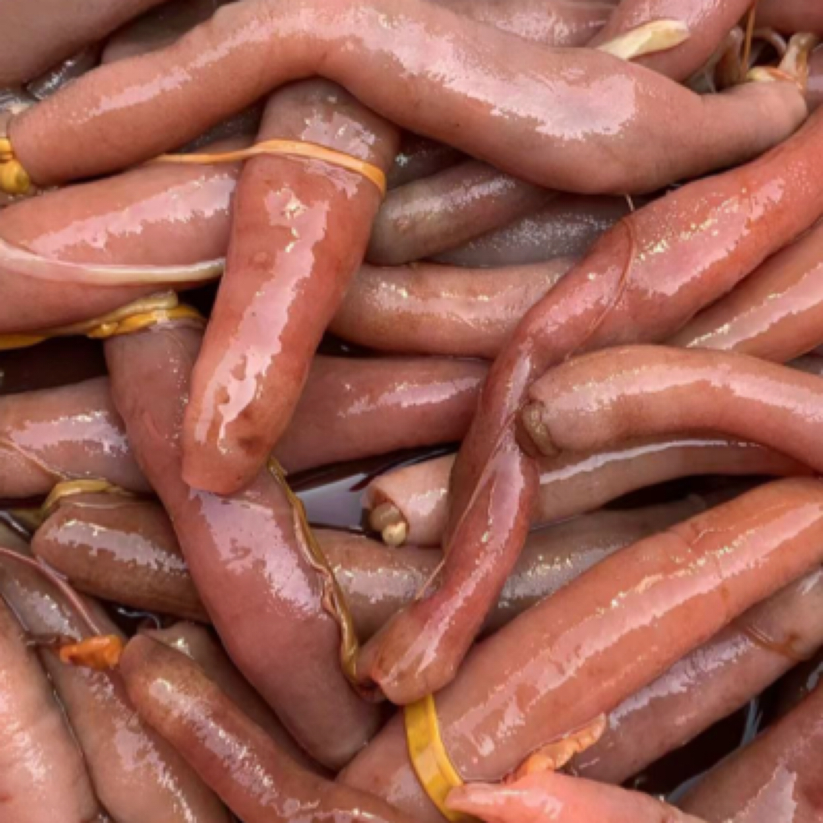 本地厚皮海肠皮保鲜