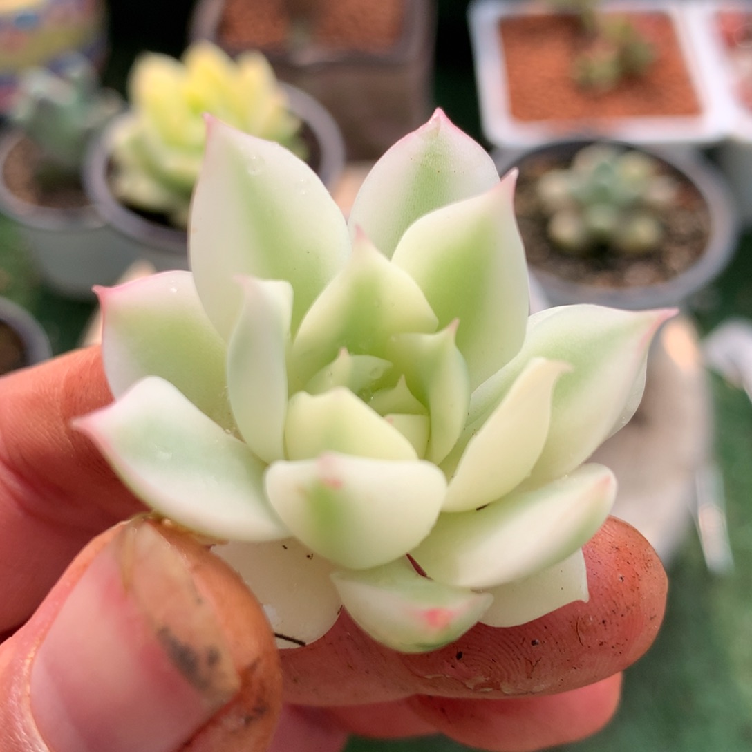 不知名侧牙j j j j l